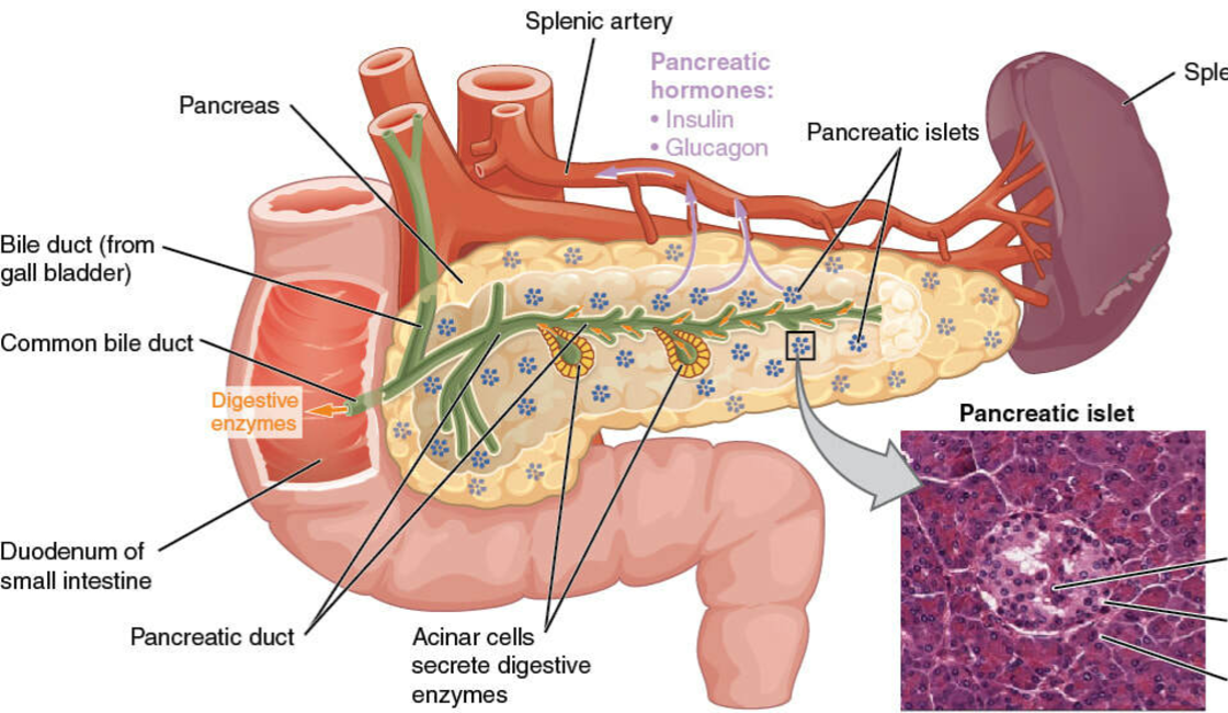 Pancreas: A Complete GI Surgery Guide