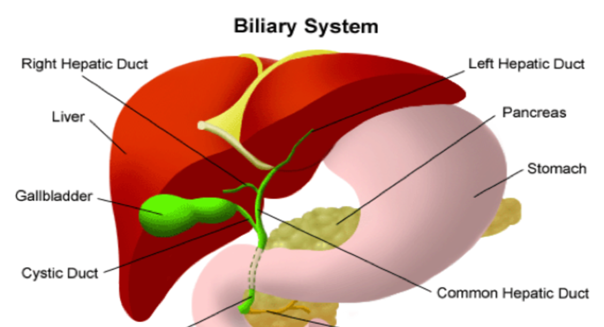 Gallbladder: A Complete GI Surgery Guide