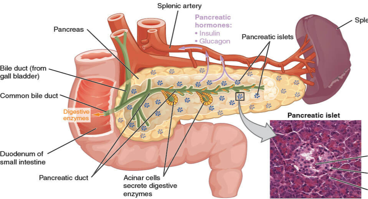 Pancreas: A Complete GI Surgery Guide