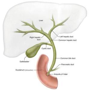 Understanding the Common Bile Duct: A Comprehensive GI Surgery Guide