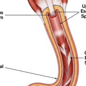 The Oesophagus: A Complete GI Surgery Guide