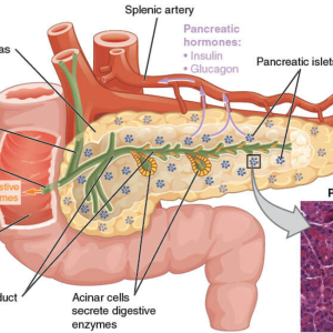 Pancreas: A Complete GI Surgery Guide