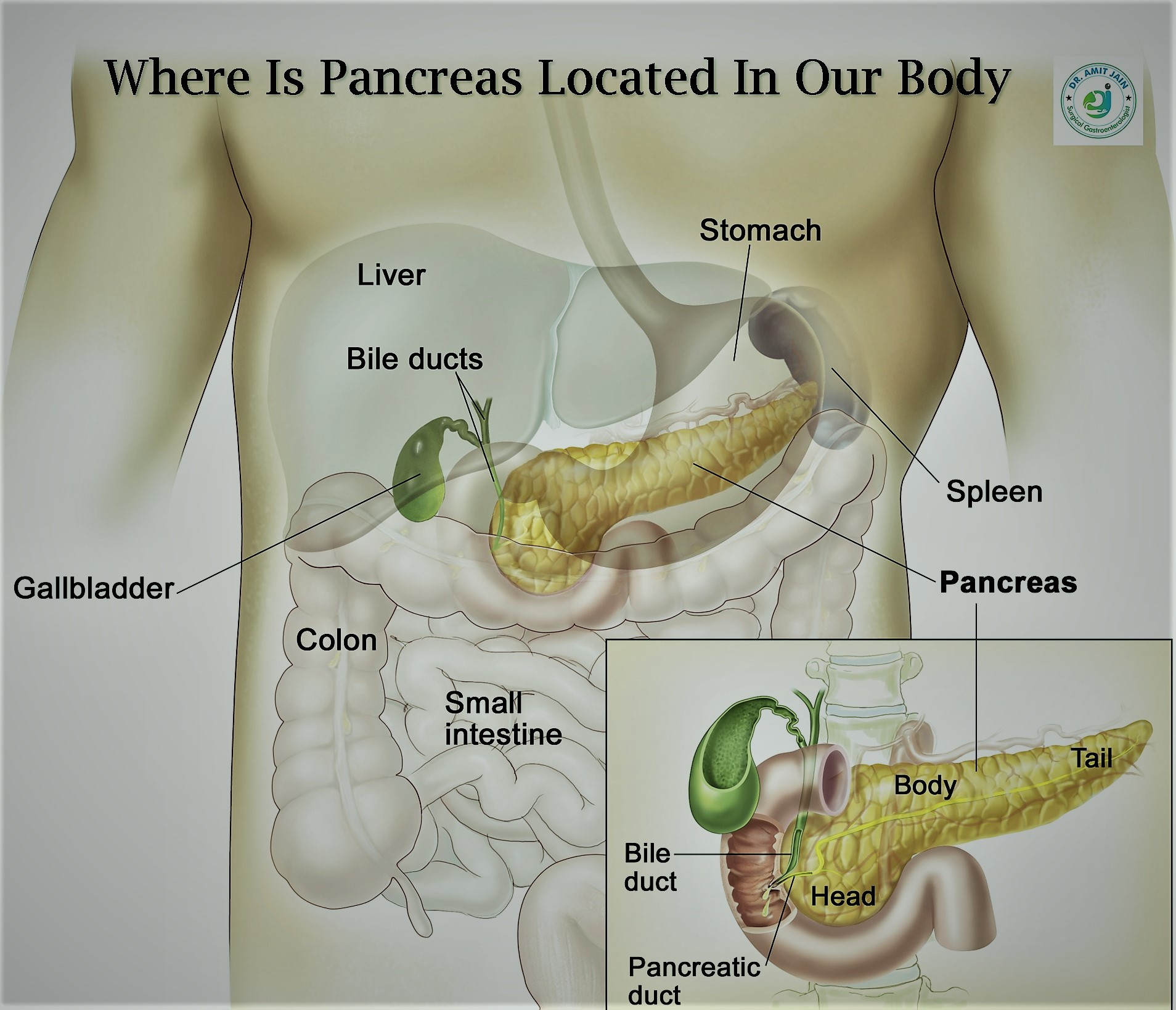 Pancreas Anatomy